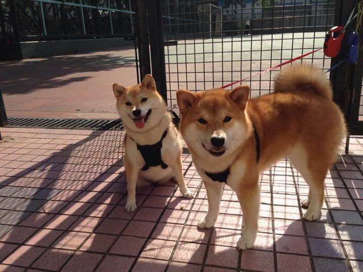 2024年国际乒联混合团体世界杯：Chinese Taipei超越自我，2020国际乒乓球团体世界杯