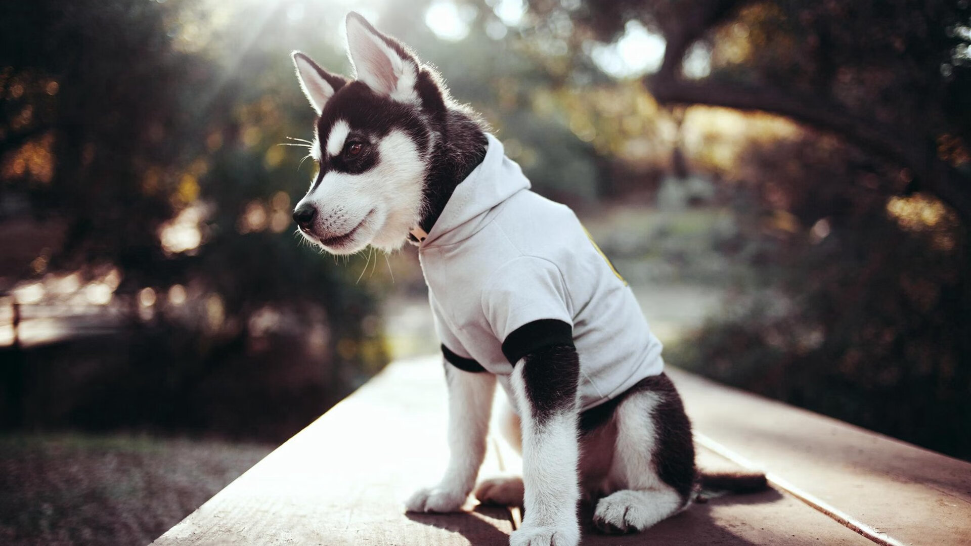 “2025世界游泳锦标赛:水上芭蕾舞动优雅与力量”