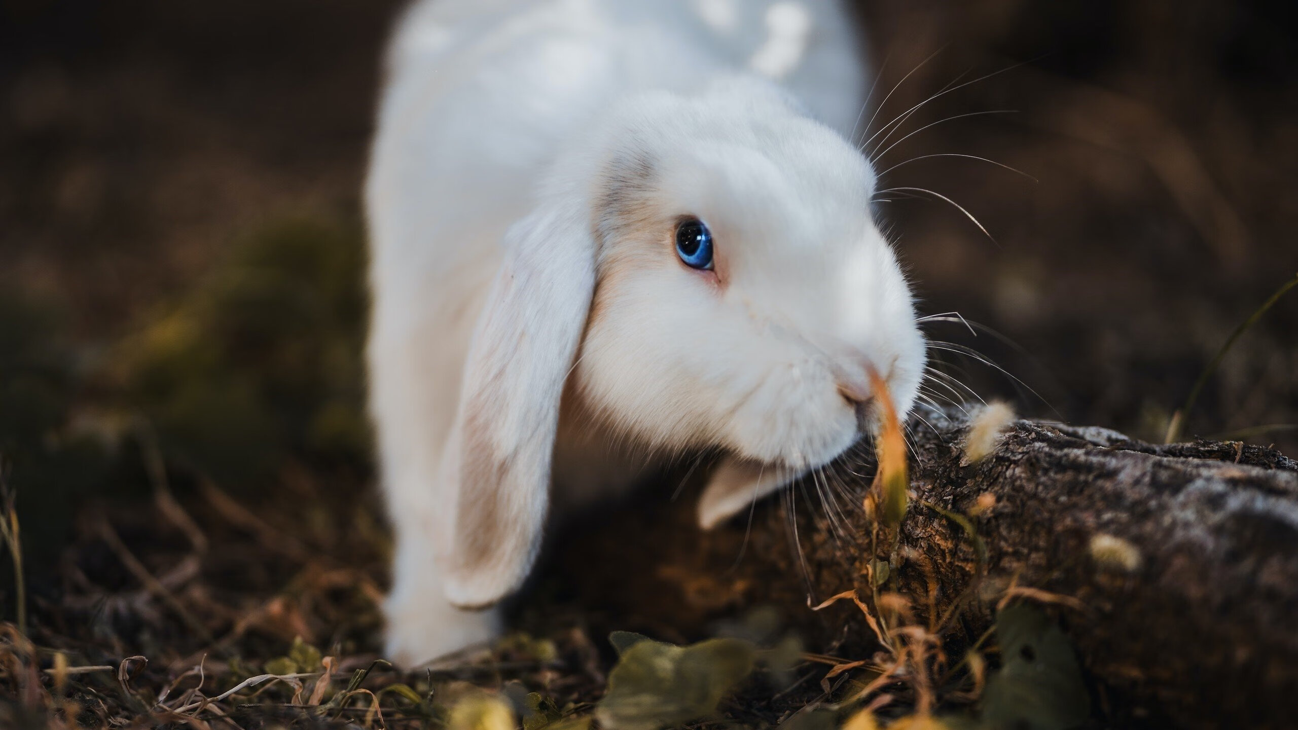 中国三人篮球女队整体战斗力提升,中国三人篮球女队整体战斗力提升记录
