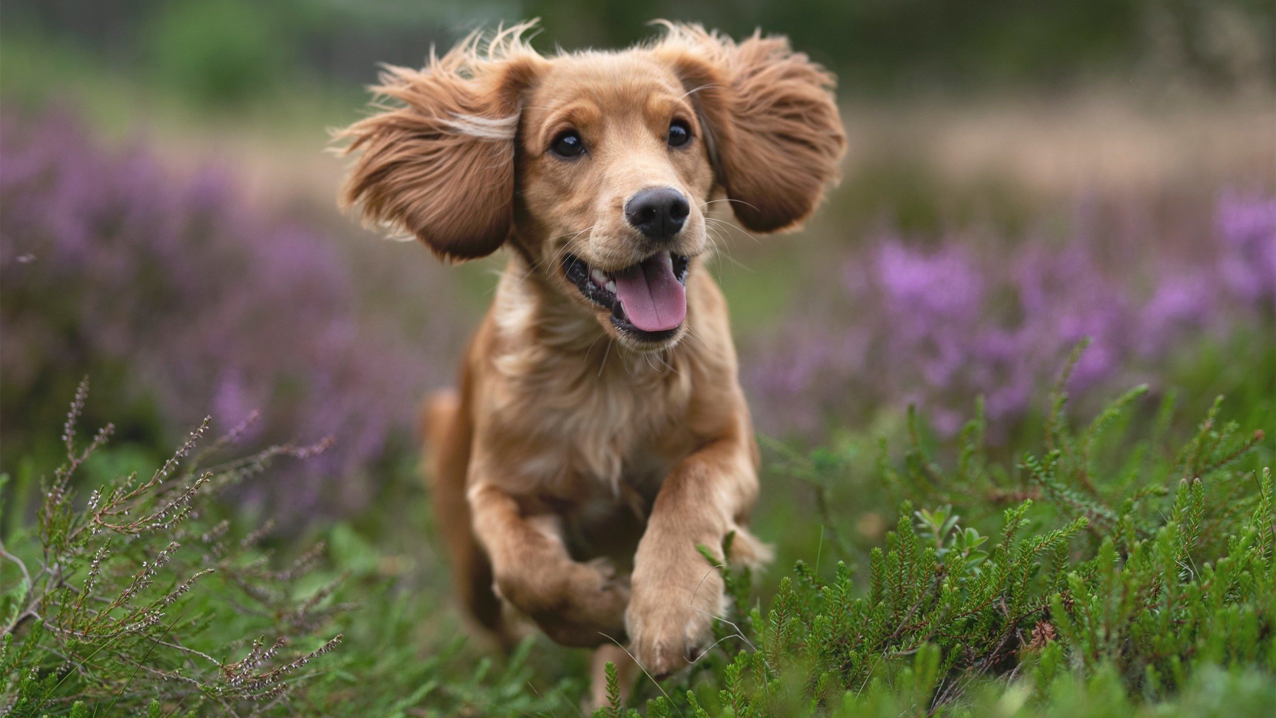 中国乒乓球名将回归助阵国家队集训，中国乒乓球队员回国了吗