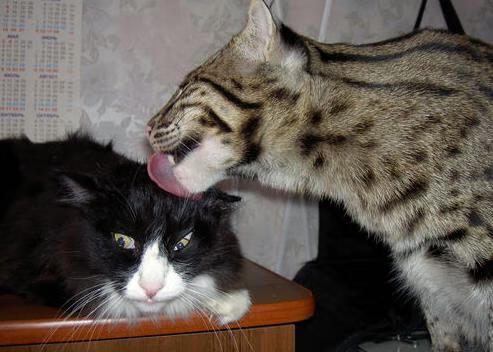 乐鱼电竞· (中国)官方网站-中国女篮实力稳步提升 冲击国际荣誉，中国,女篮