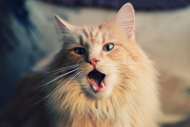 中国女篮训练基地全面升级 科学训练全面推进,中国女篮学校