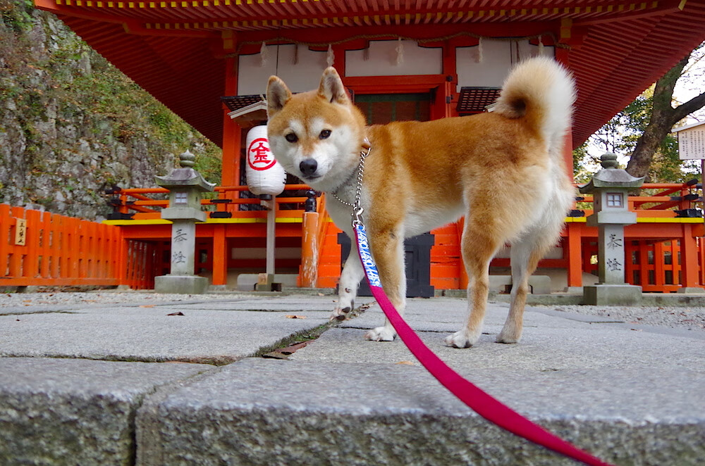 下载乐鱼体育APP-五大联赛边锋传中精准度提升对射手影响几何，传中最好的边锋