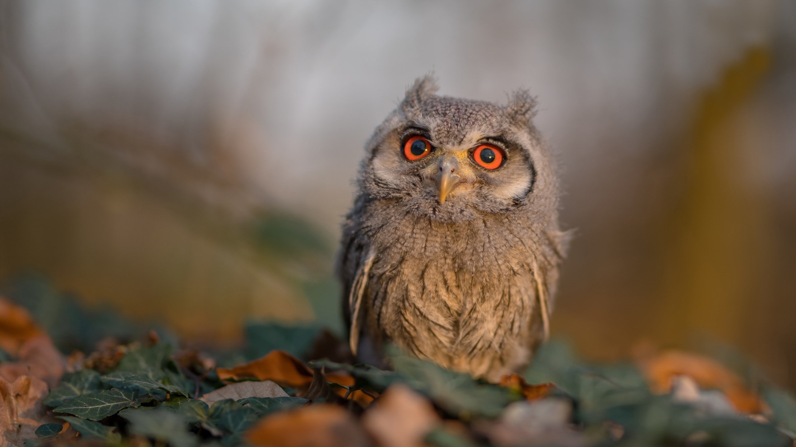 乐鱼体育(中国)官方网站-亚冠赛场中日韩球队上演焦点之战，中日韩足球