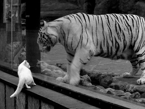 体育新闻中心推动体育短视频内容创新发展,体育新闻报道视频