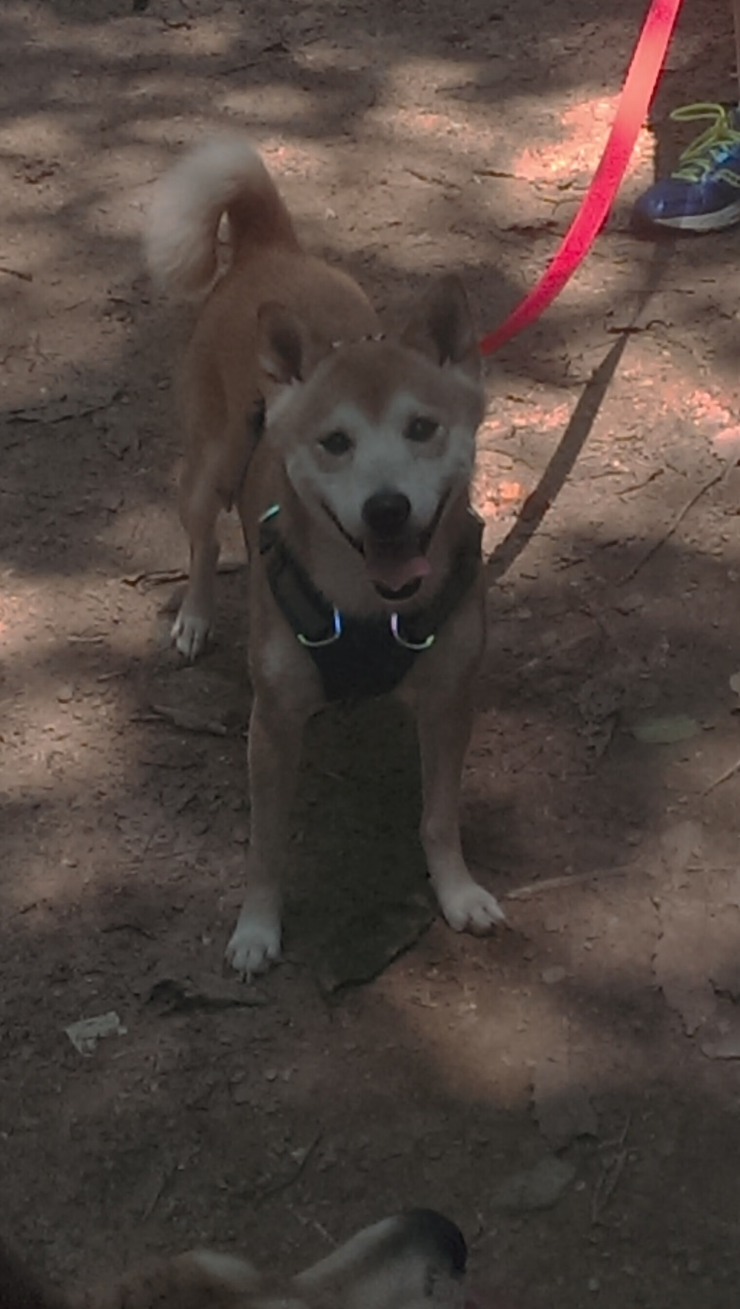 博塔弗戈渴望爆冷,面对马竞迎难而上,博塔弗戈足球俱乐部