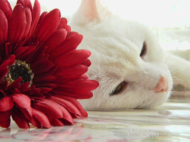 德国队在2024年混合团体世界杯中的全力冲击,德国队晋级世界杯