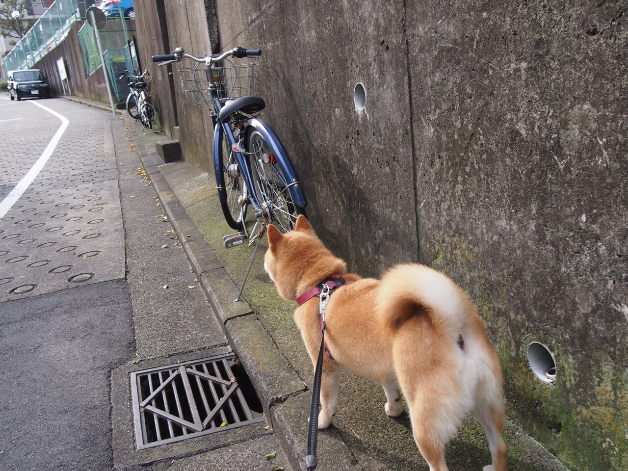 罗马尼亚队赛制解析:如何在团体赛中将个体优势转化为团队胜利