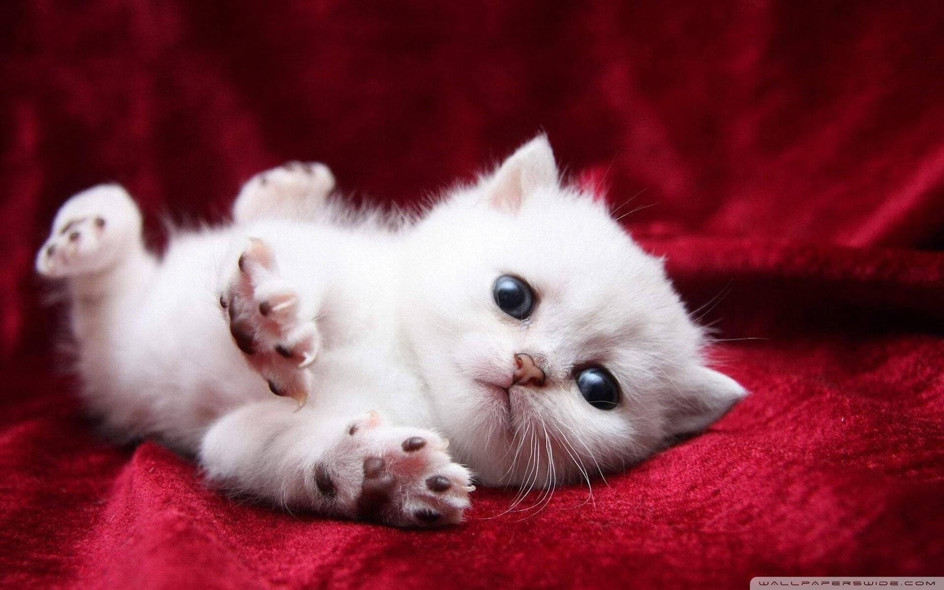 职业球员纪律管理机制建设不足,球员纪律有什么用