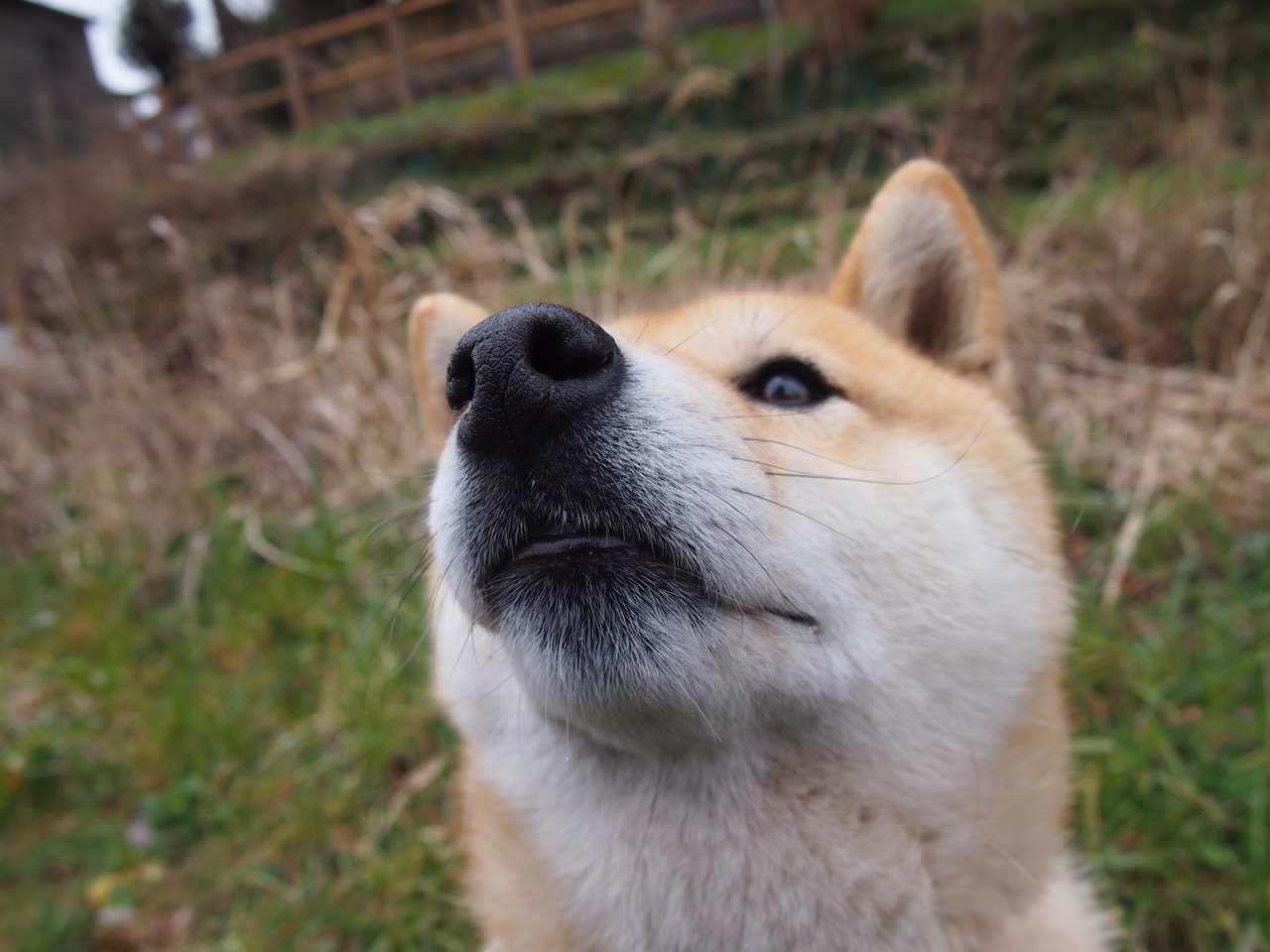 “华金·托比利亚的传球视野与战术执行,为阿根廷美洲狮队打下坚实基础”