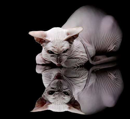 乐鱼（LEYU）体育-国乒老将许昕正式退役，国乒老将许昕正式退役时间