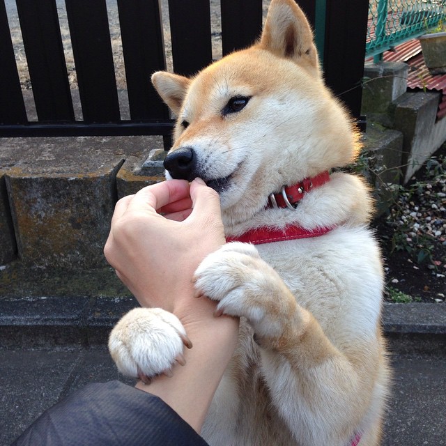 德甲高速攻防:节奏快得令人窒息,德甲速度