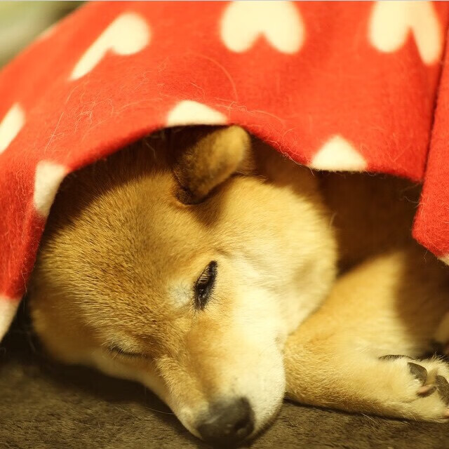 意甲高水平比拼:攻防两端都值得期待,意甲防守最强的球队