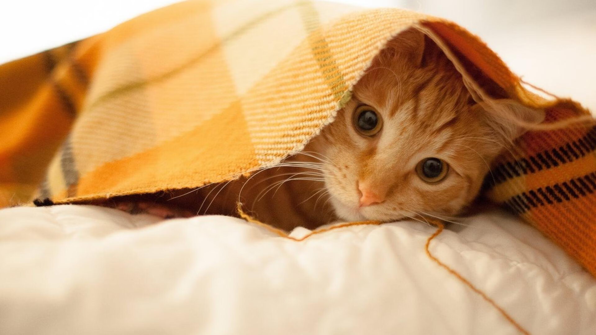 未来足球场馆将实现全场Wi-Fi覆盖,提升观赛体验,创意足球场馆