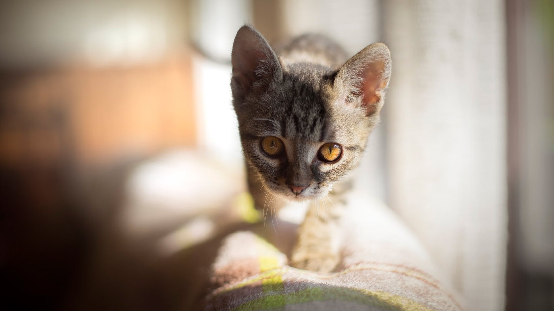 欧洲杯战术オ高手:用智慧描绘赛场奇迹,欧洲杯战术分析