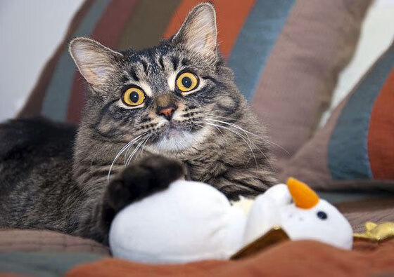 法国新星崭露头角,未来可期