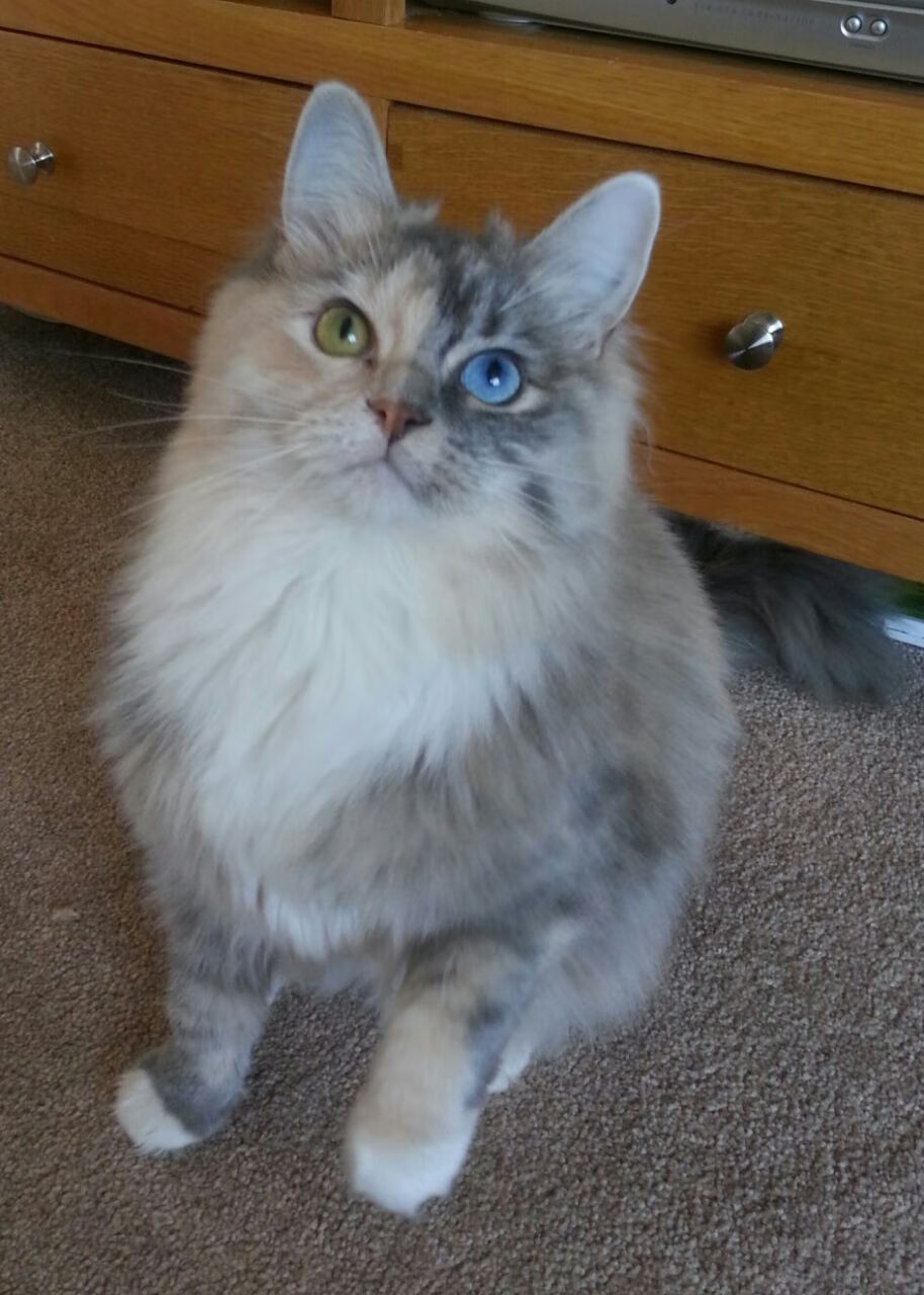 澳大利亚橄榄球强化青训和发展基金,澳大利亚橄榄球队